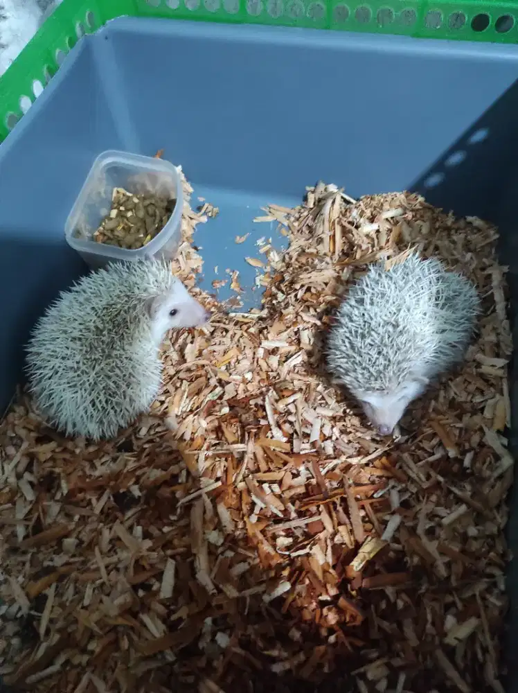 Landak Mini / Hoglet