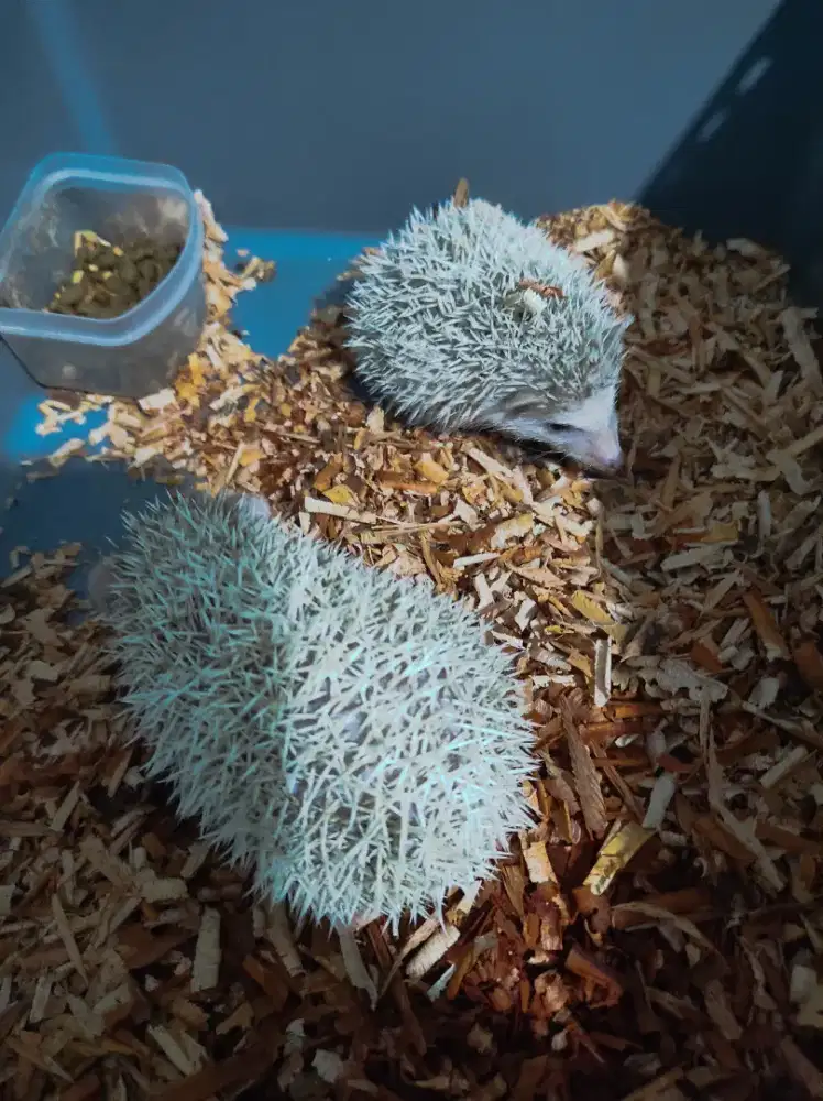 Hoglet / Landak Mini