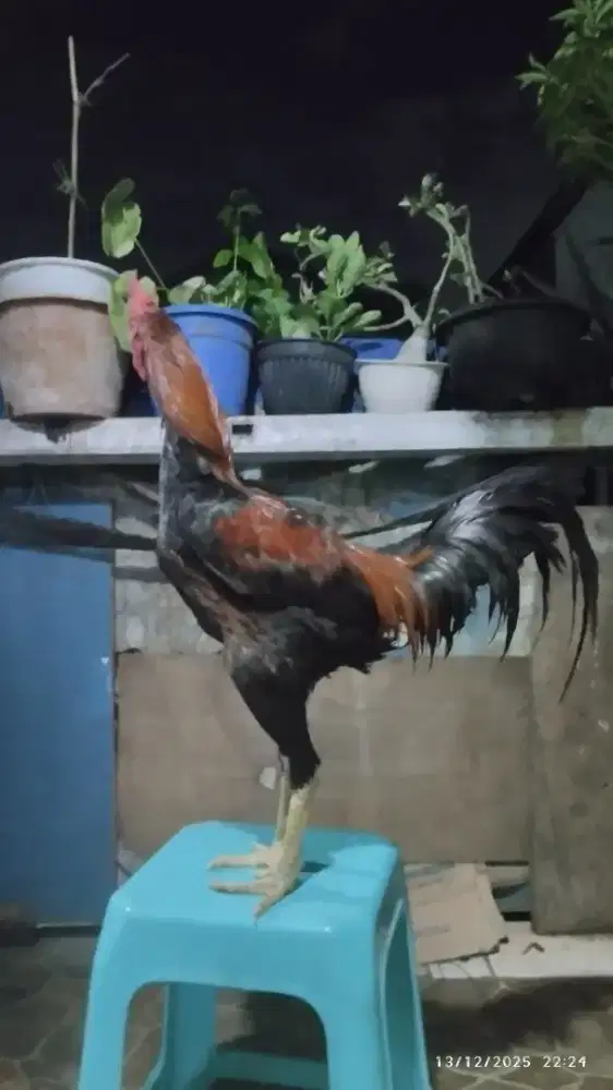Ayam pamangon..