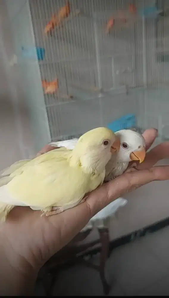 Lovebird jinak non klep mm