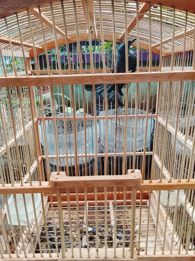 Jual burung srigunting abu