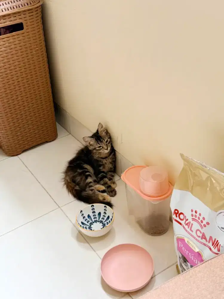 Persia Betina Gemuk Sehat