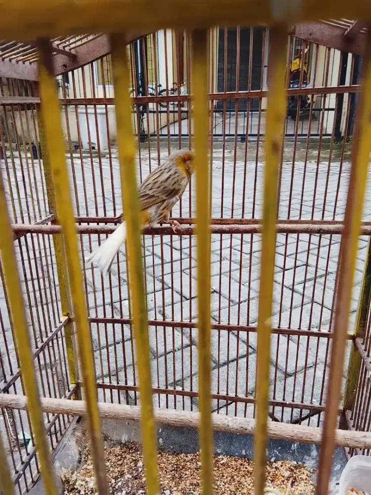 Jual burung kenari