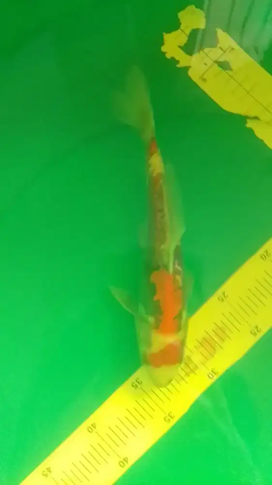 Ikan koi jenis Beni Kumonryu 27cm antik