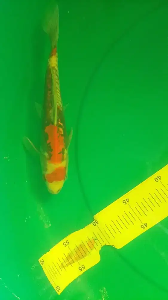 Ikan koi jenis Beni Kumonryu 27cm bagus