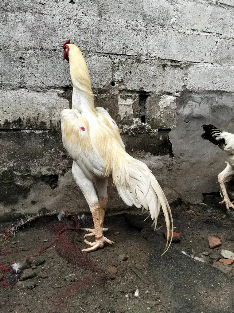 Ayam shamo anakan