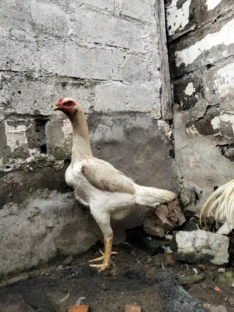 Ayam shamo anakan