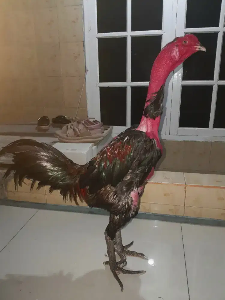 Ayam Bangkok Saigon Muda