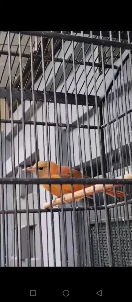 Burung pitohui mulus gacorrr