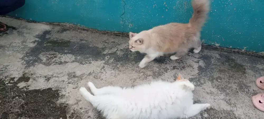 Lepas adopsi ganti pakan saja