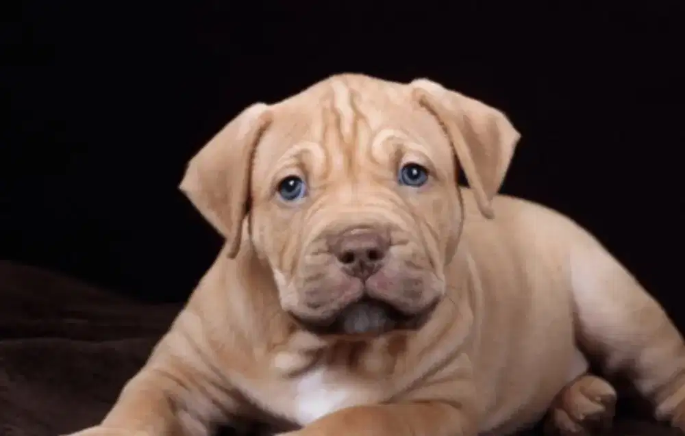 ANAK ANJING PITBULL JANTAN BIG SIZE