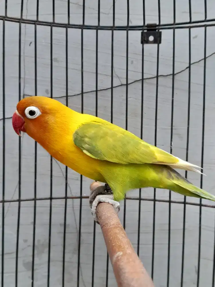 Lovebird jantan dewasa