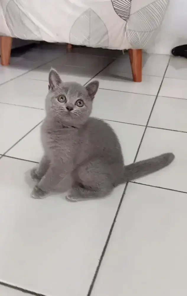 BRITISH SHORTHAIR/BSH BLUE