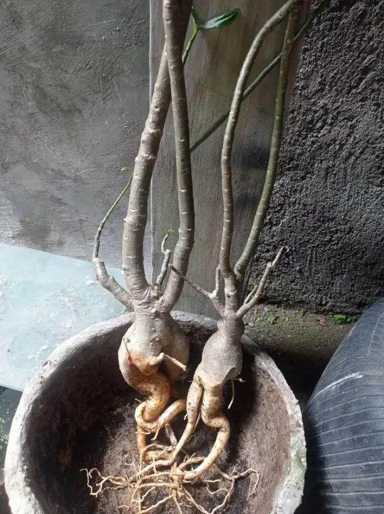 Adenium obesum paket