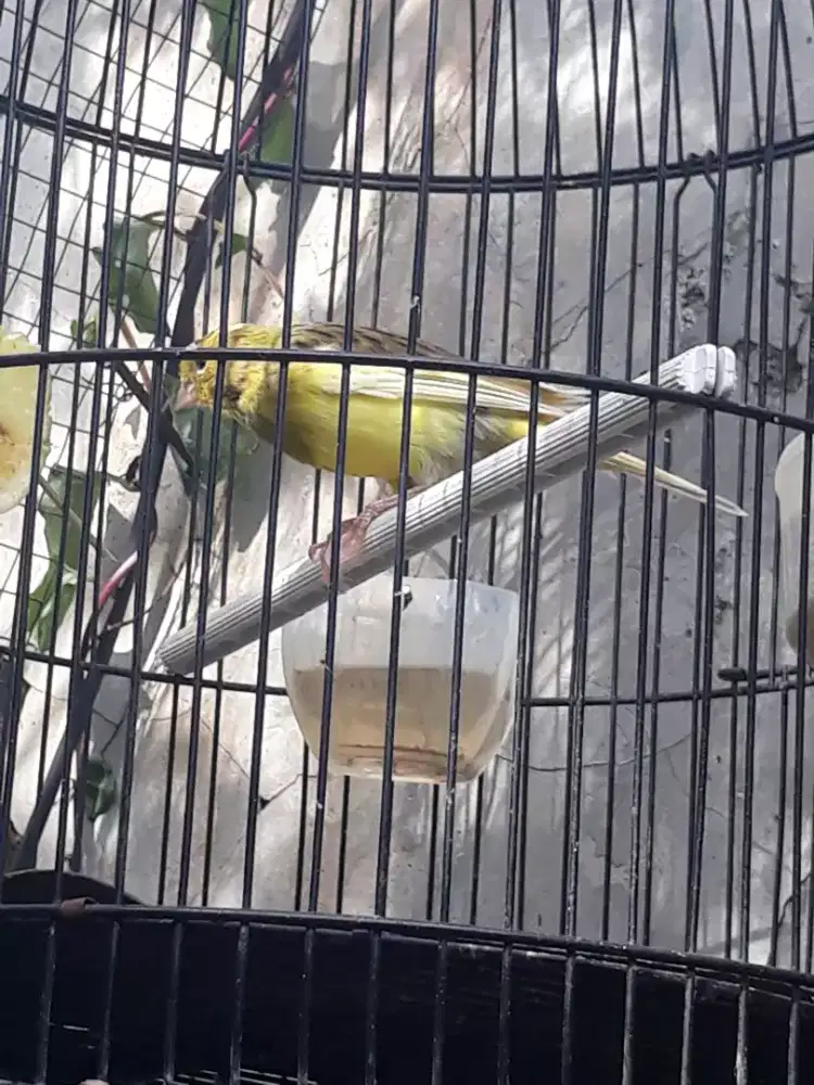 kenari loper muda setvol