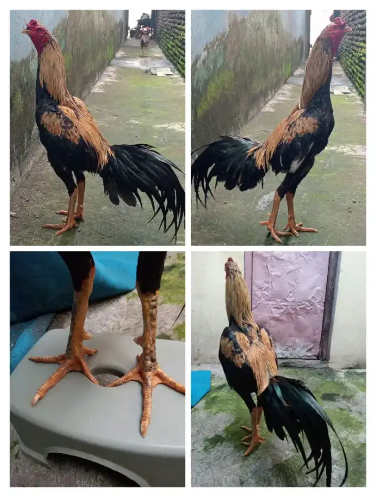 Ayam Bangkok Silangan mangon