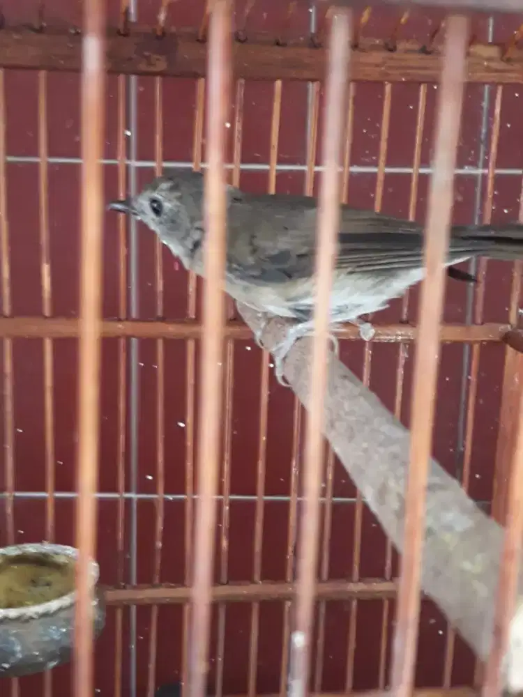 SRDC muda rawatan bunyi