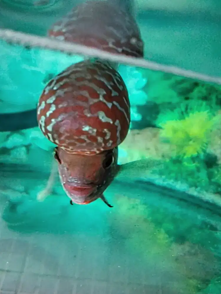 Louhan super red dragon boomhead