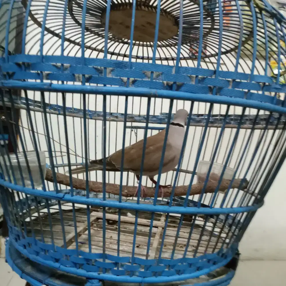 Burung Puter Pelung Jawa dan Jalak Kebo/Kerak