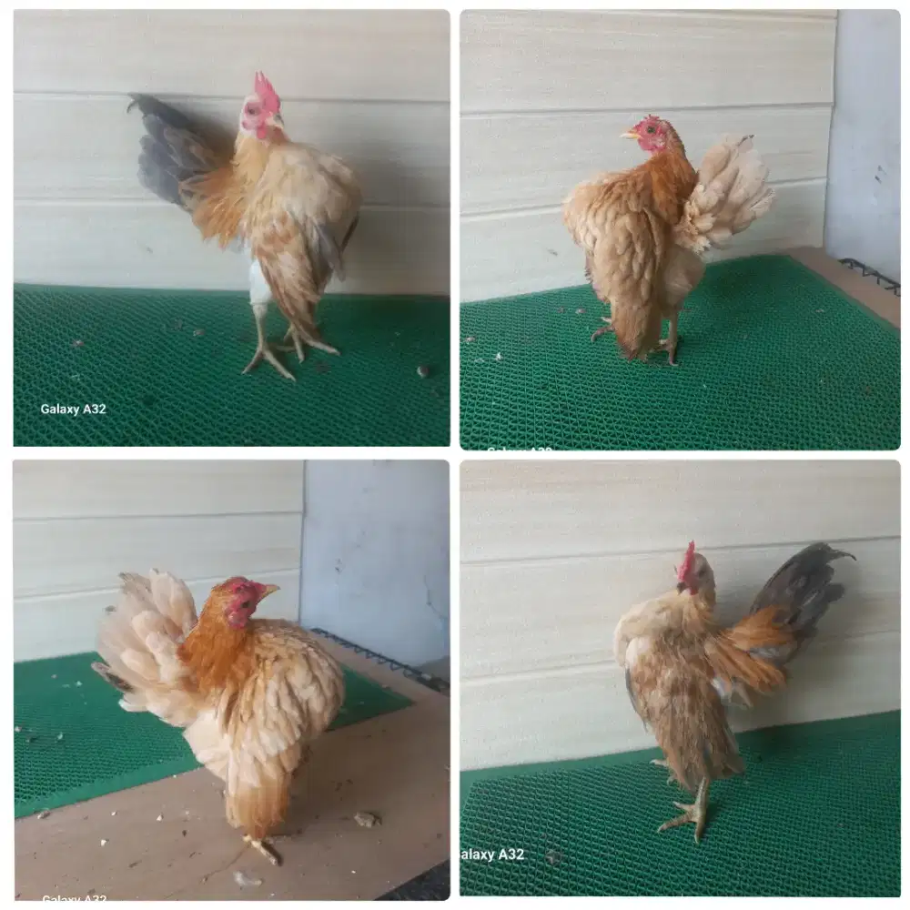 Ayam serama sepasang