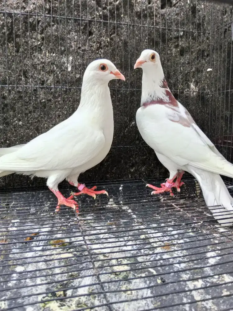 Sepasang Merpati Pos putih