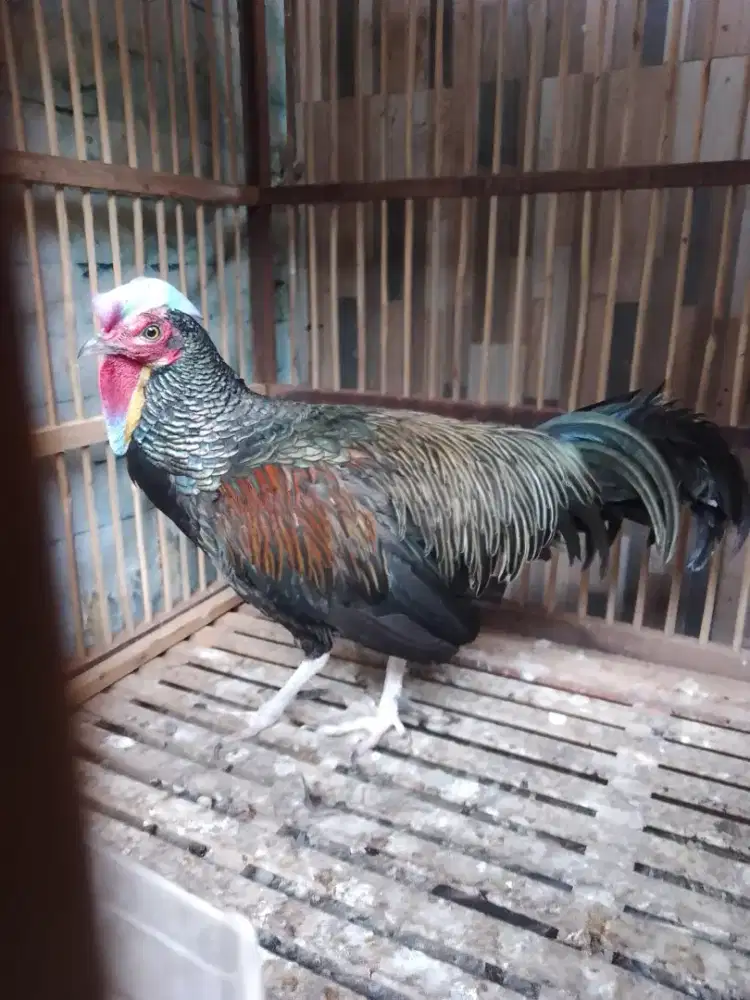 Ayam hutan hijau indukan jantan (materi ternak)
