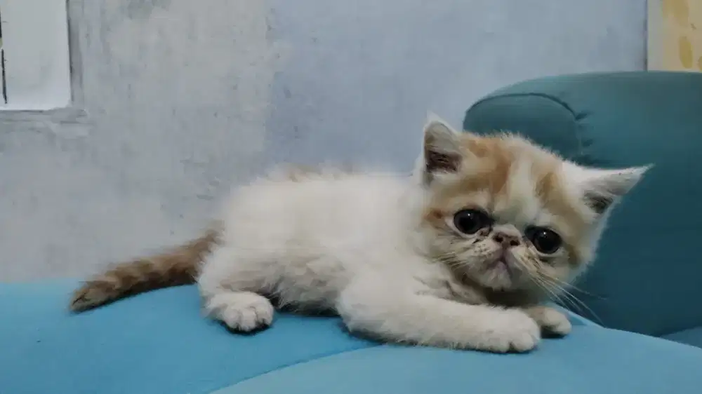 Kitten Exo Betina 2 bulan