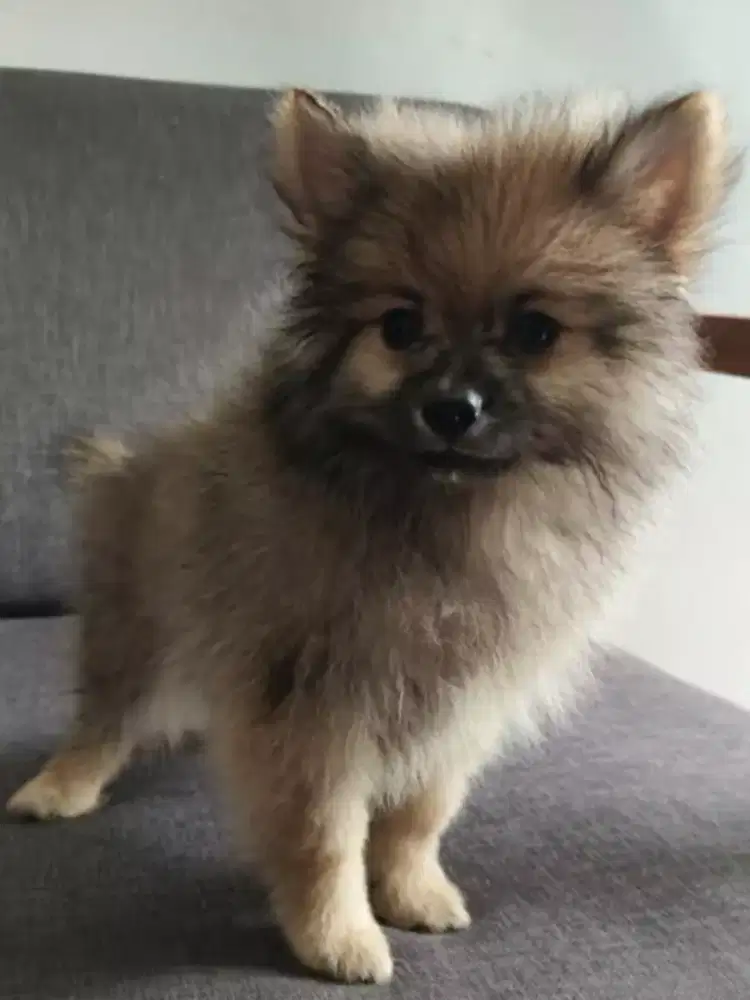 Pomeranian anakan usia 2 bulan