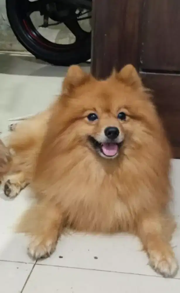 Pomeranian anakan usia 2 bulan