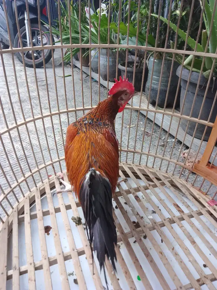 Ayam Bekisar ORI wiring kuning