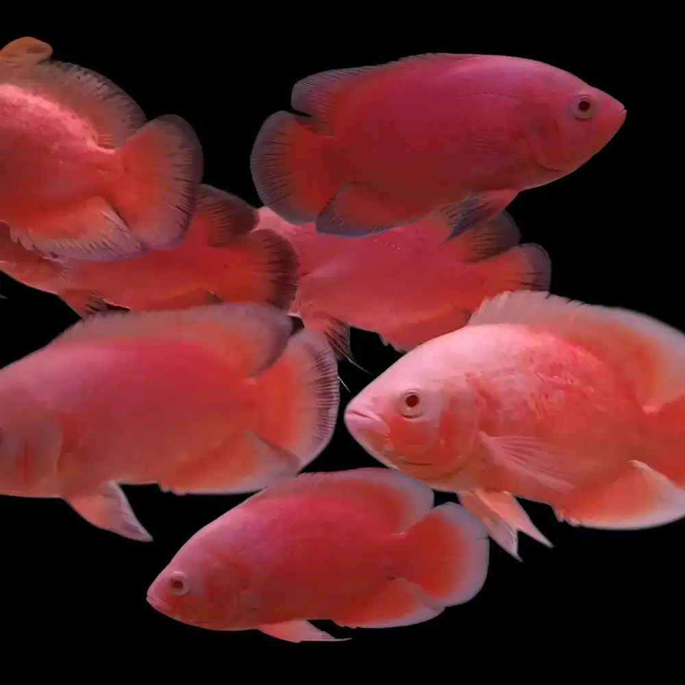 Oscar Paris Calon Merah/Red Ukuran Sedang Borongan MURAH MERIAH