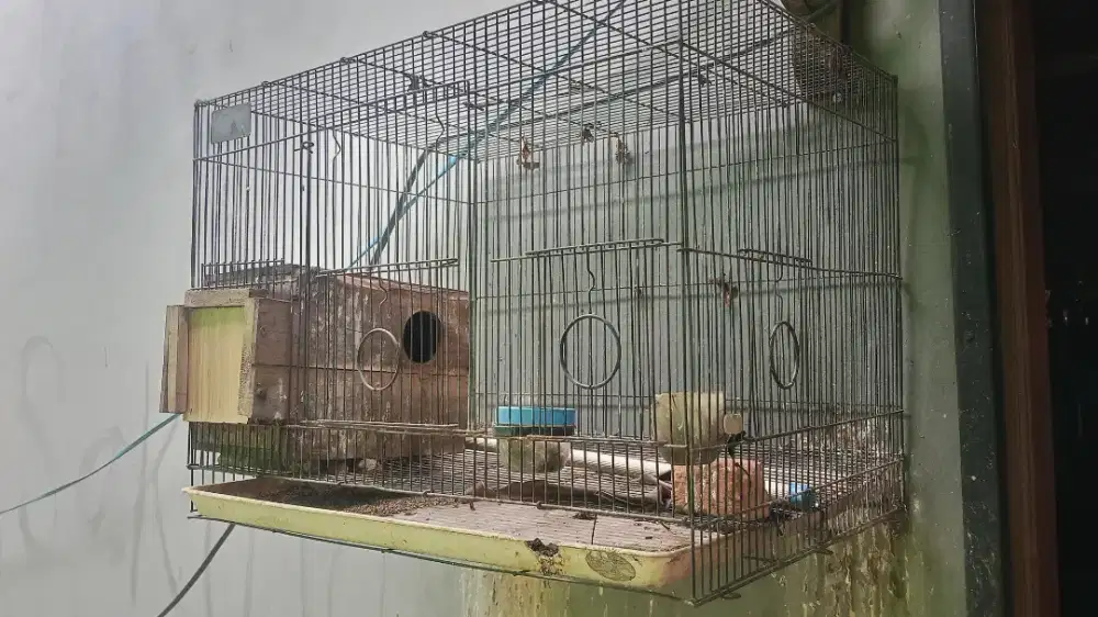 KANDANG BURUNG LOVEBIRD