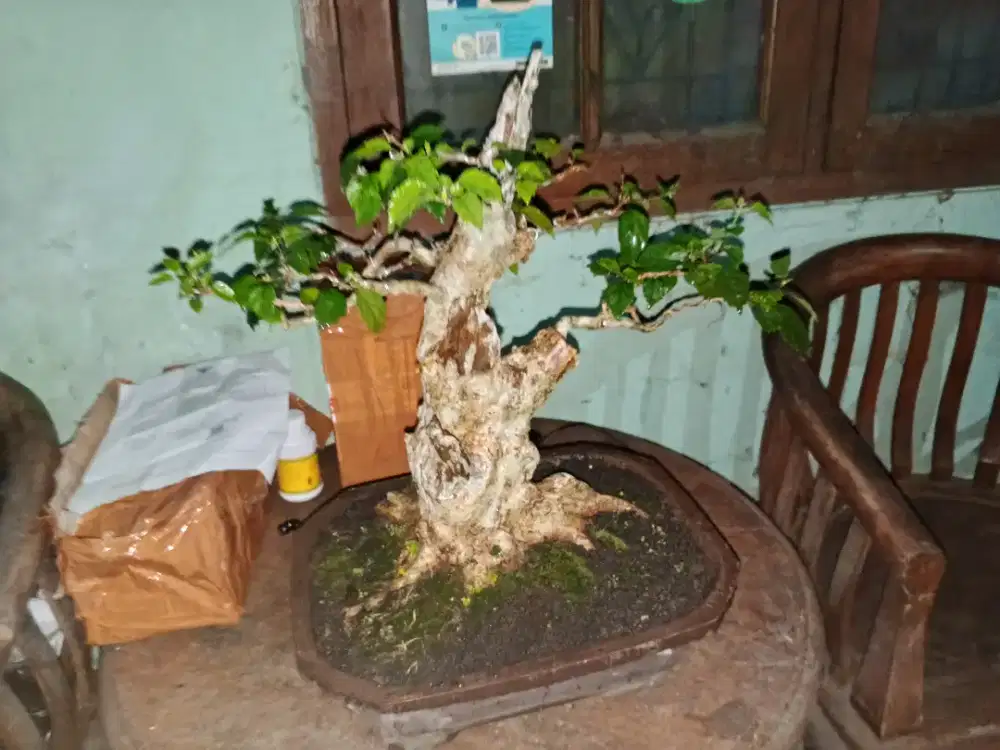 Bonsai Singkil murah