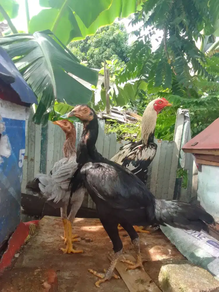 3 ekor peranakan Pama usia 5bulan an. 1 jantan, 2 betina