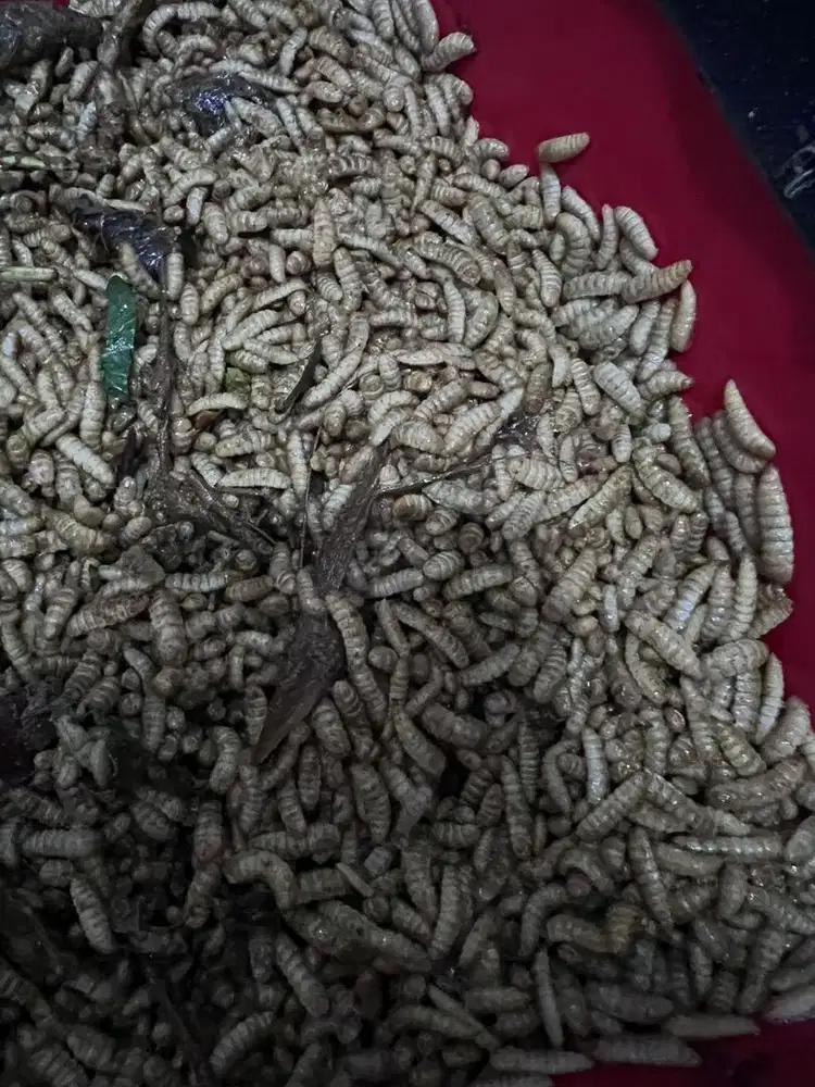 Maggot Fresh Magot Lalat Baik BSF Hidup Pakan Ayam Dan Ikan 200 gr