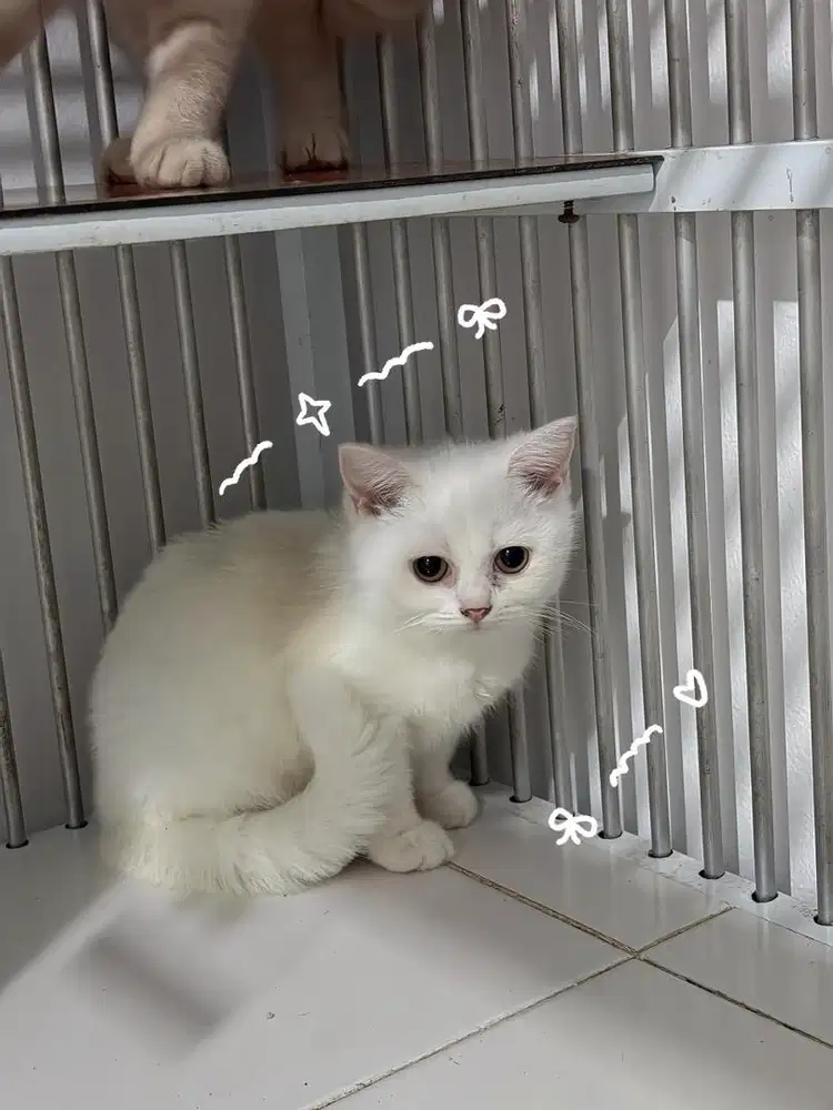 Kitten british short hair