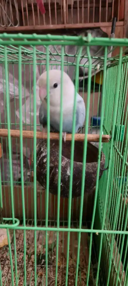 Love bird blue marble non klep