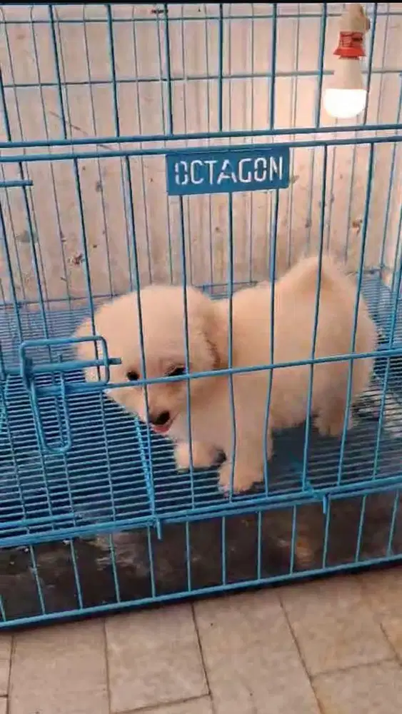 Maltipo betina putih