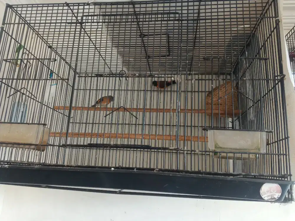 Red siskin indukan 2 pasang