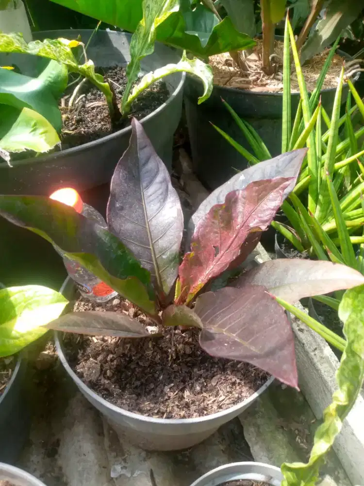 Tanaman Hocery black