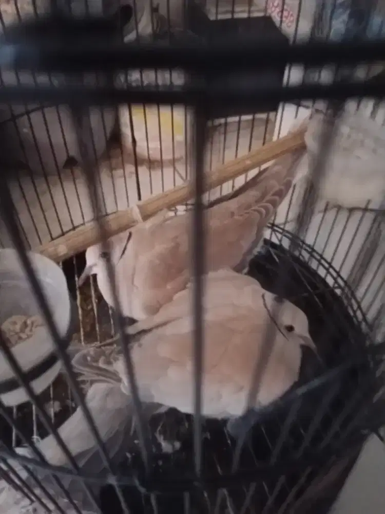 Jual burung perkutut