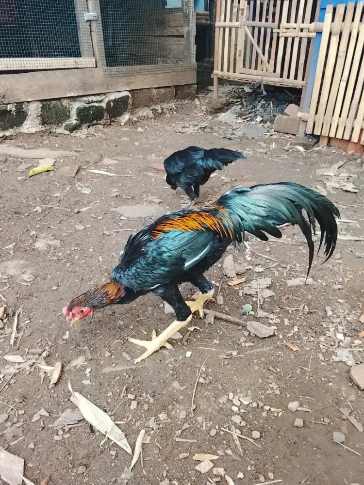 Jual sepasang ayam Bangkok muda 300 rb