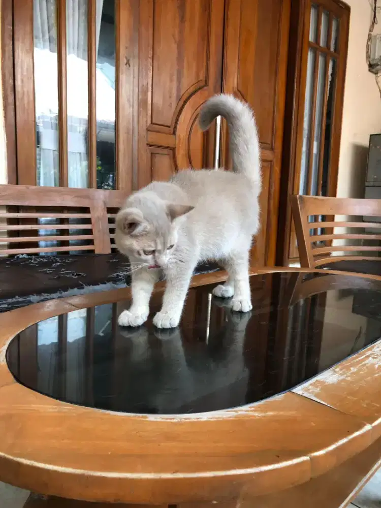 Pure BSH Lilac Jantan