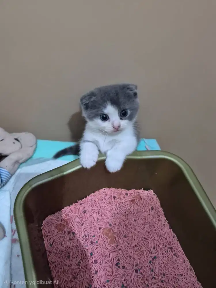 Kucing BSH, Scotish Fold