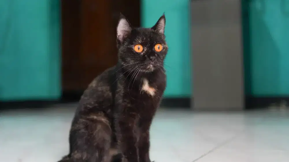 British shor hair BSH betina black tortie (sudah dikawinkan)