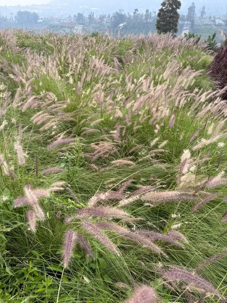 Fnhon Gust (Wolverine)