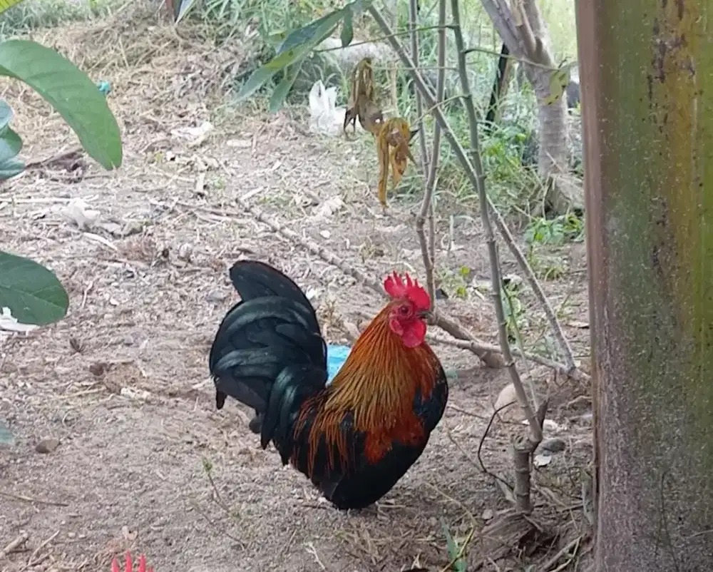 Ayam kate jago jantan