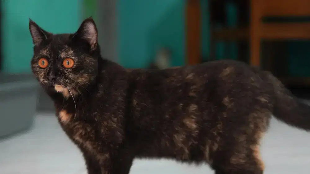 British shor hair BSH betina black tortie