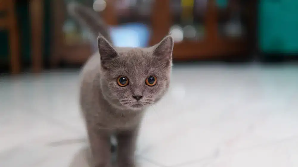 British shor hair BSH betina blue