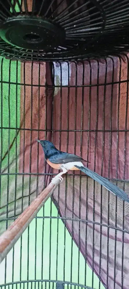 Borongan aja gan, edisi burung rumahan